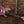 Ibanez TOD10 Tim Henson Signature Metallic Mauve VORBESTELLUNG!