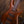 Ibanez SR5500 Prestige Mocha Flat