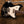 Novo Serus J Starry Night over Sonic Blue Dealer Limited